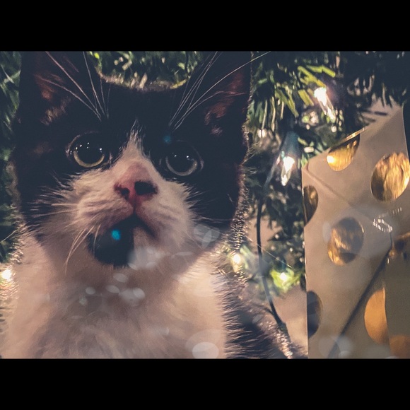 Meet your Posher, Chris - Picture 1 of 1